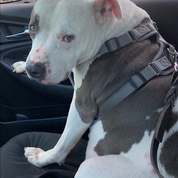 Meet your Posher, Susan - Picture 3 of 3